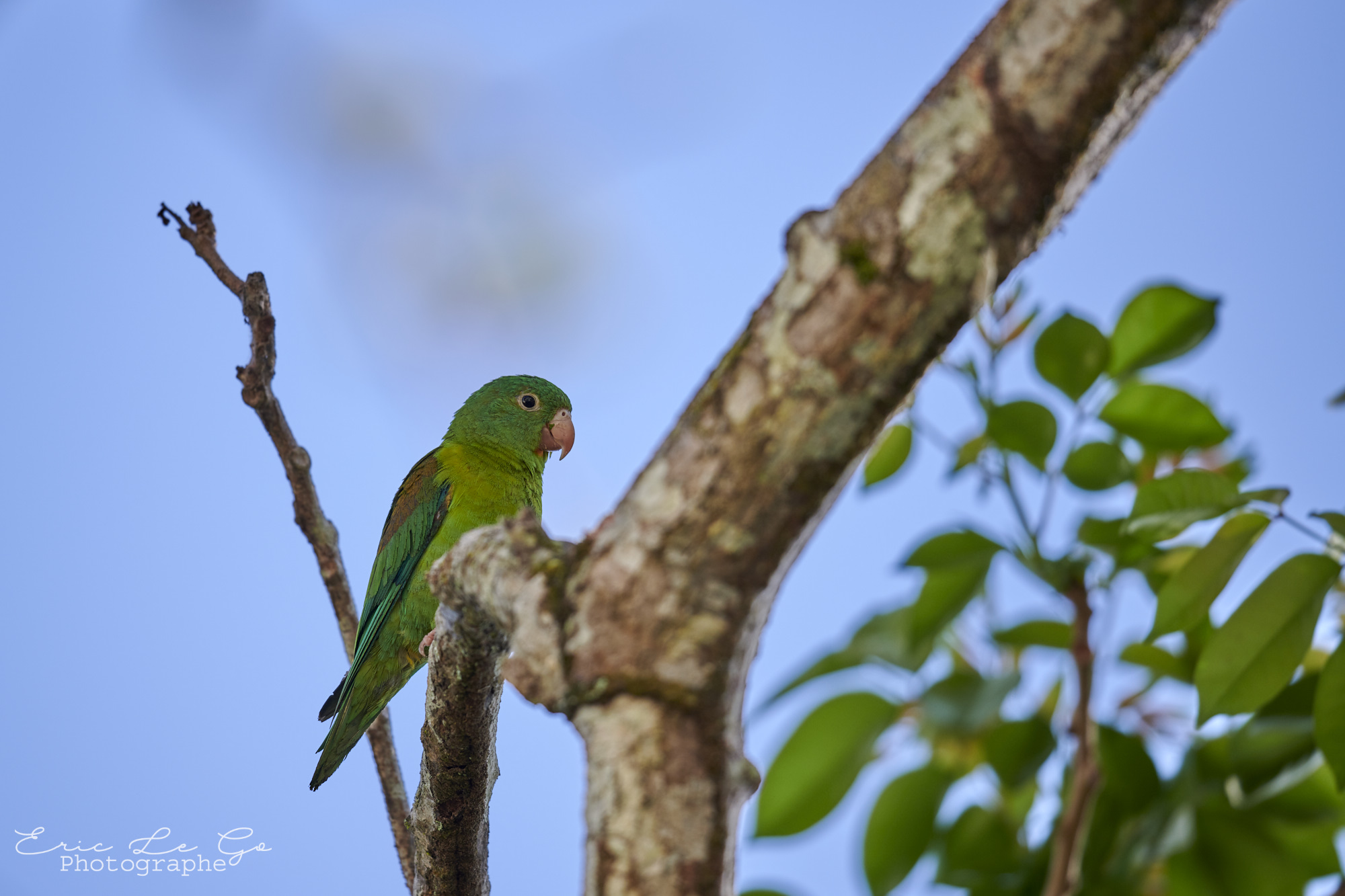 Faune du Panama