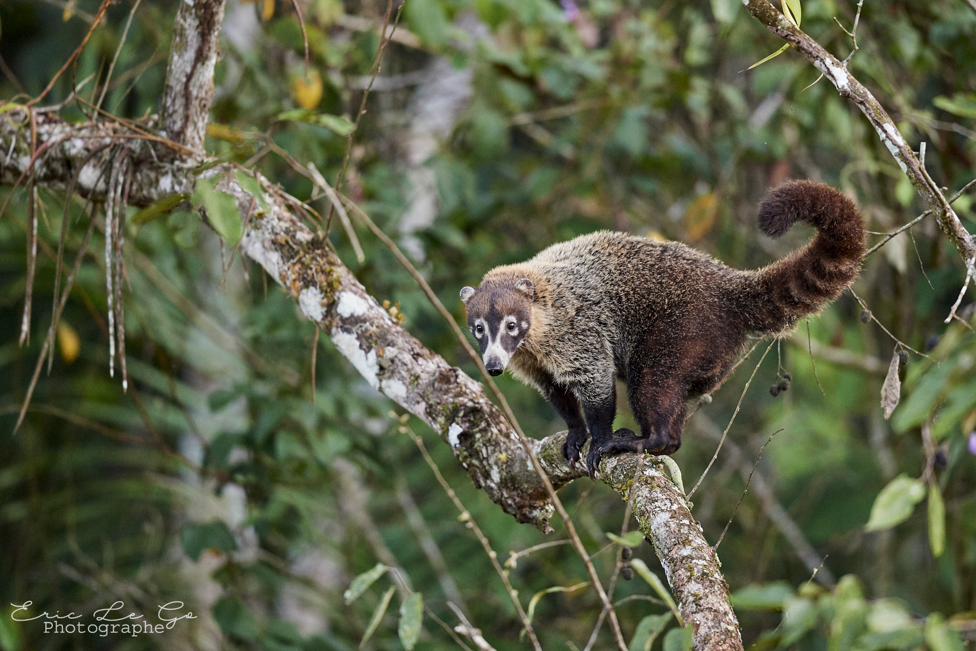 Faune du Panama