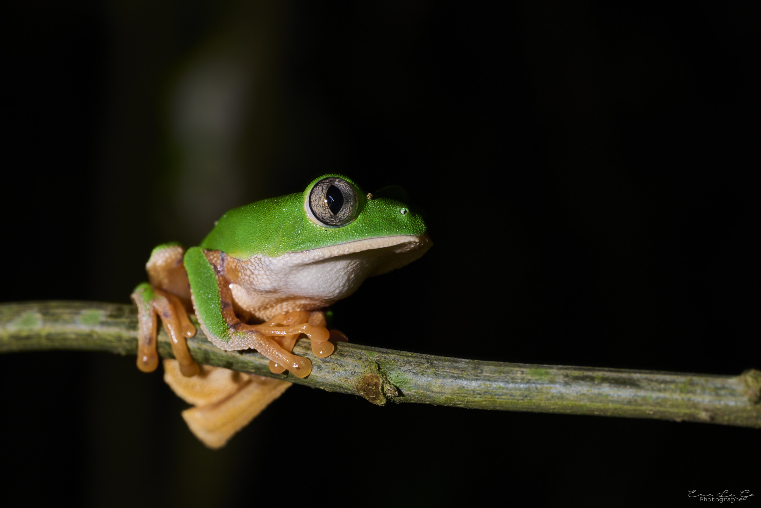 Grenouille verte en Bolivie