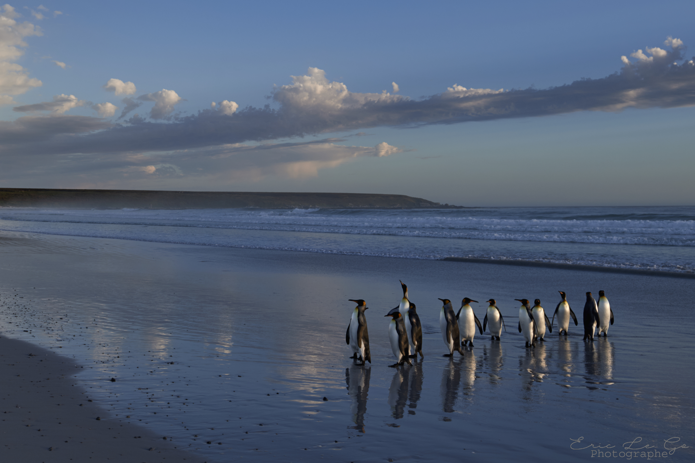 Groupe de manchots au bord de l'océan aux îles Falkland