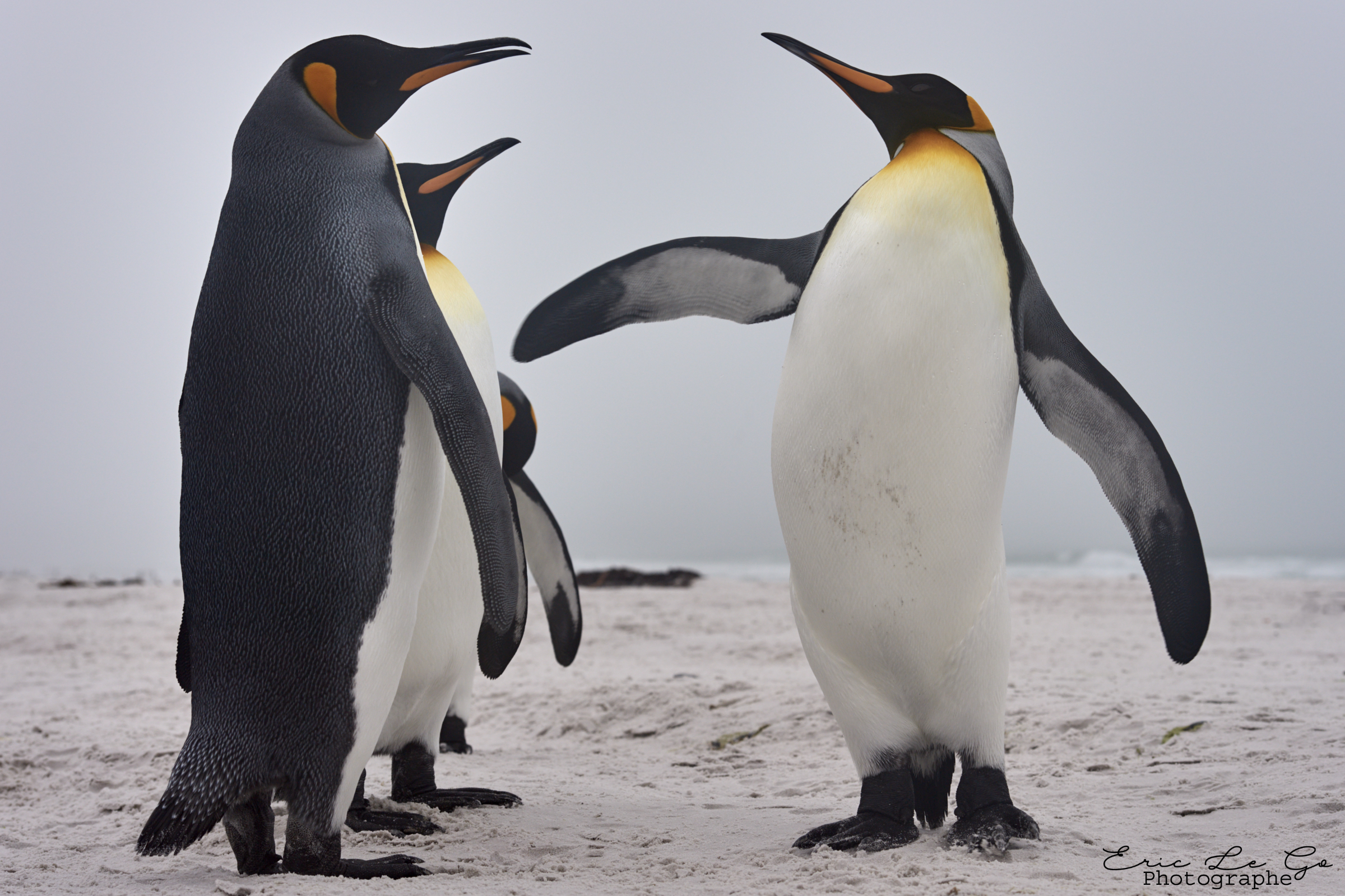 Groupe de manchots aux îles Falkland
