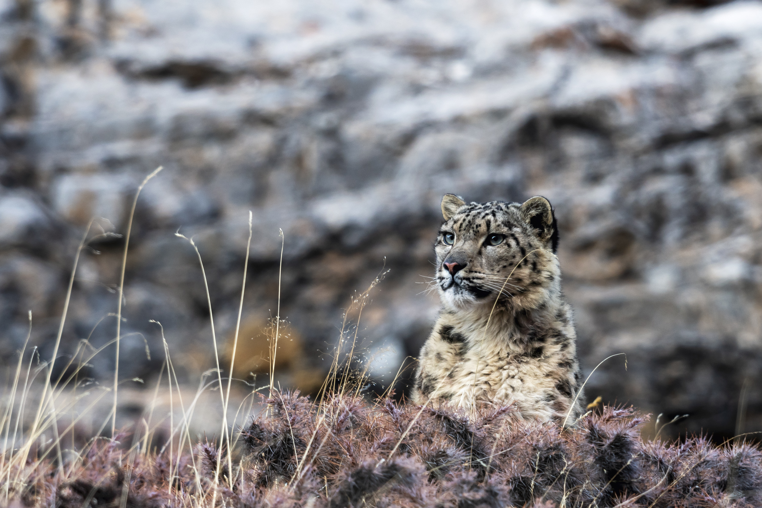 Panthère des neiges au Ladakh
