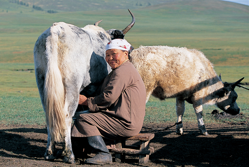 Habitant en train de traire une vache en Mongolie