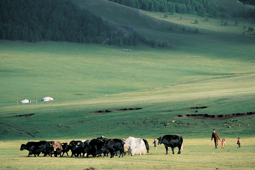 Troupeau de vaches dans vaste prairie en Mongolie