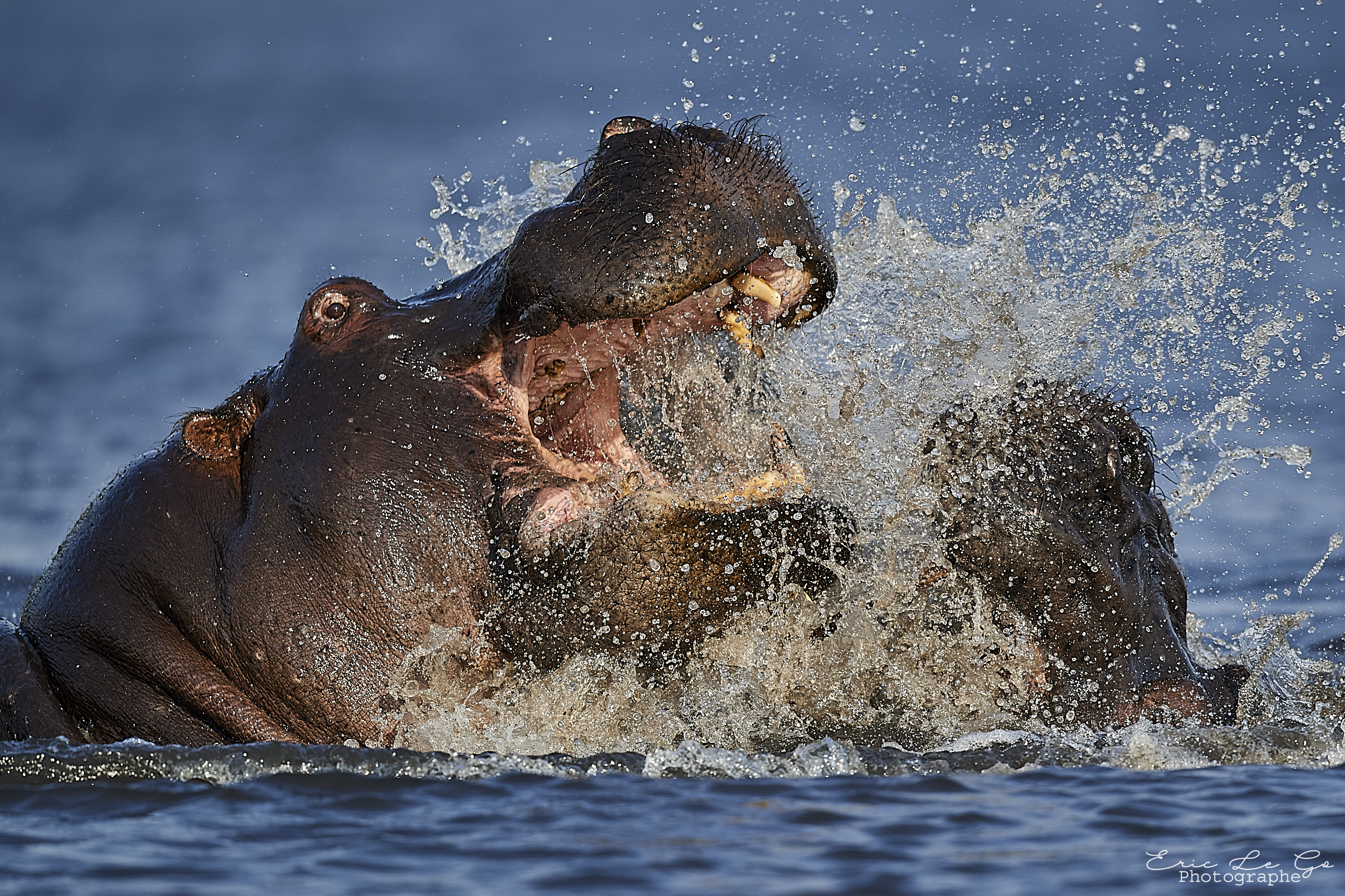 Combat d'hippopotames dans l'eau au Botswana