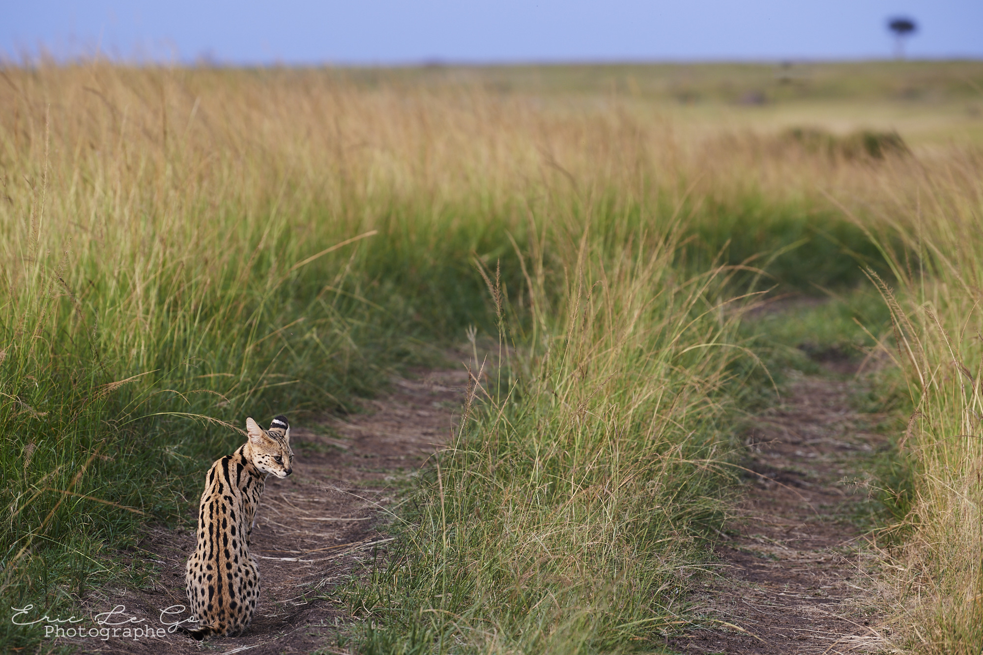 Serval dans herbes hautes