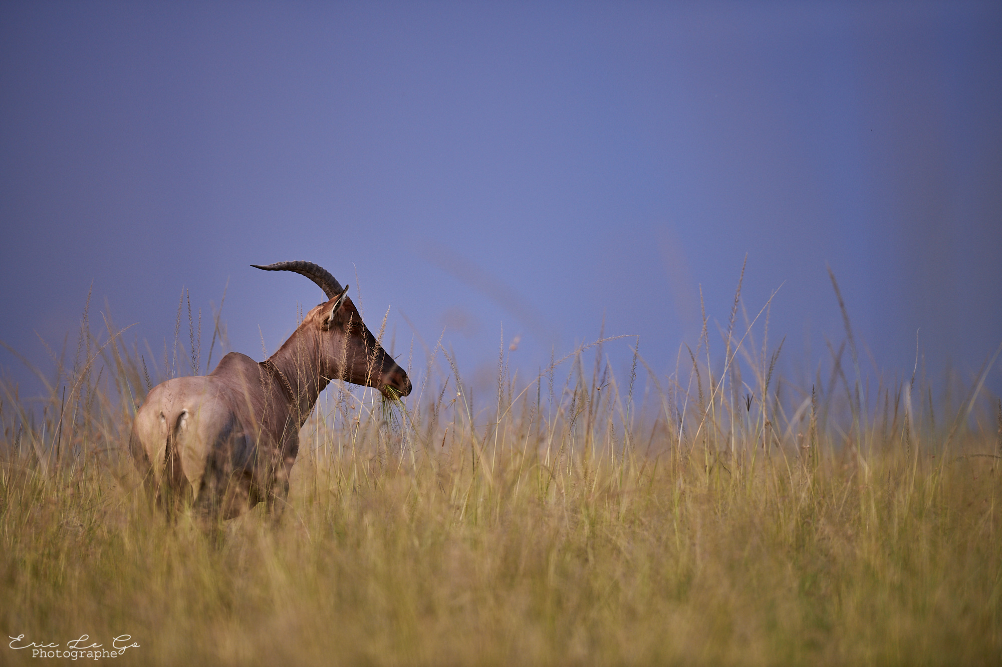 Faune africaine