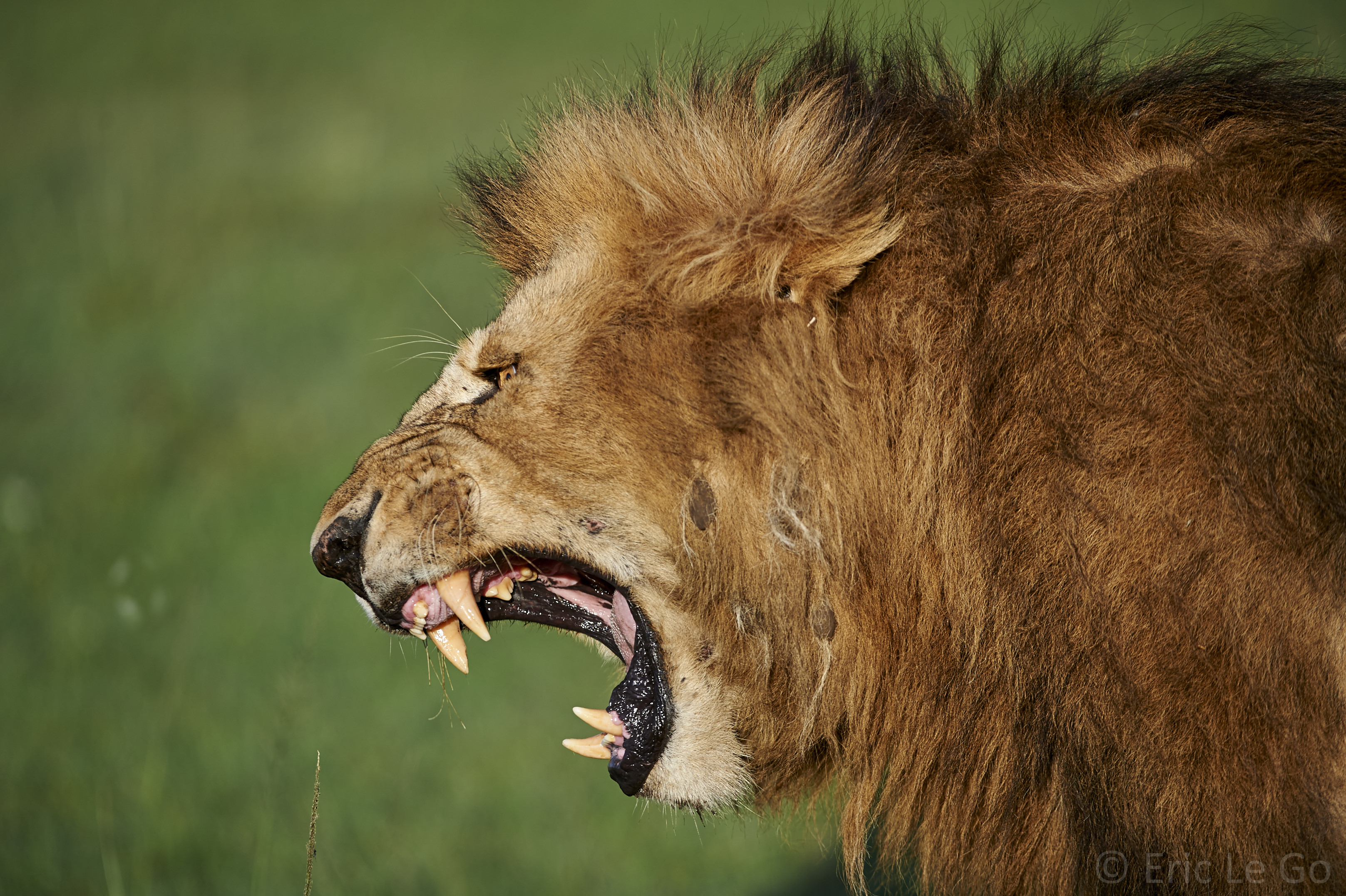 Lion rugissant au Kenya lors d'un voyage photo