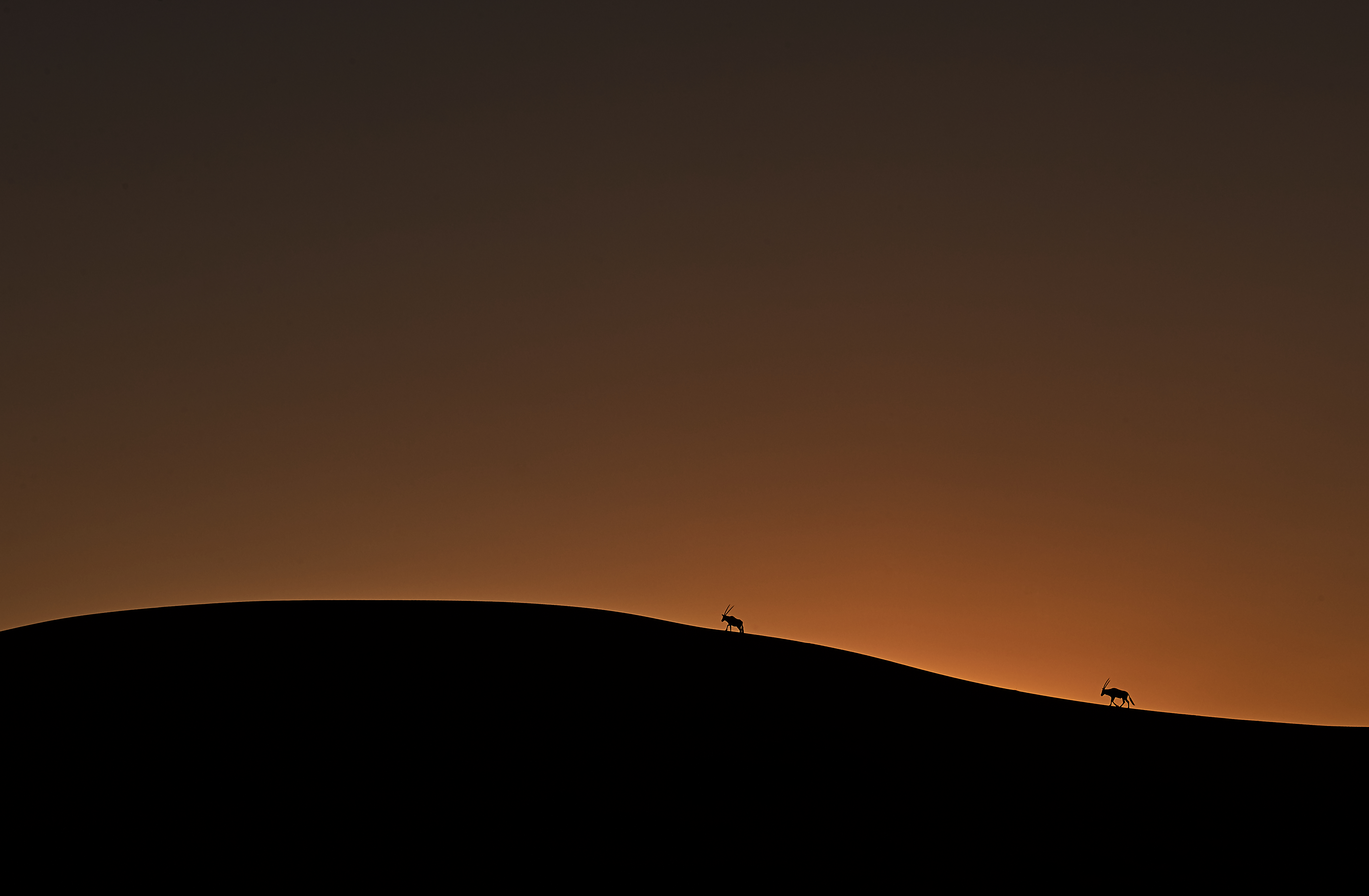 Deux oryx sur une dune au coucher de soleil en Namibie