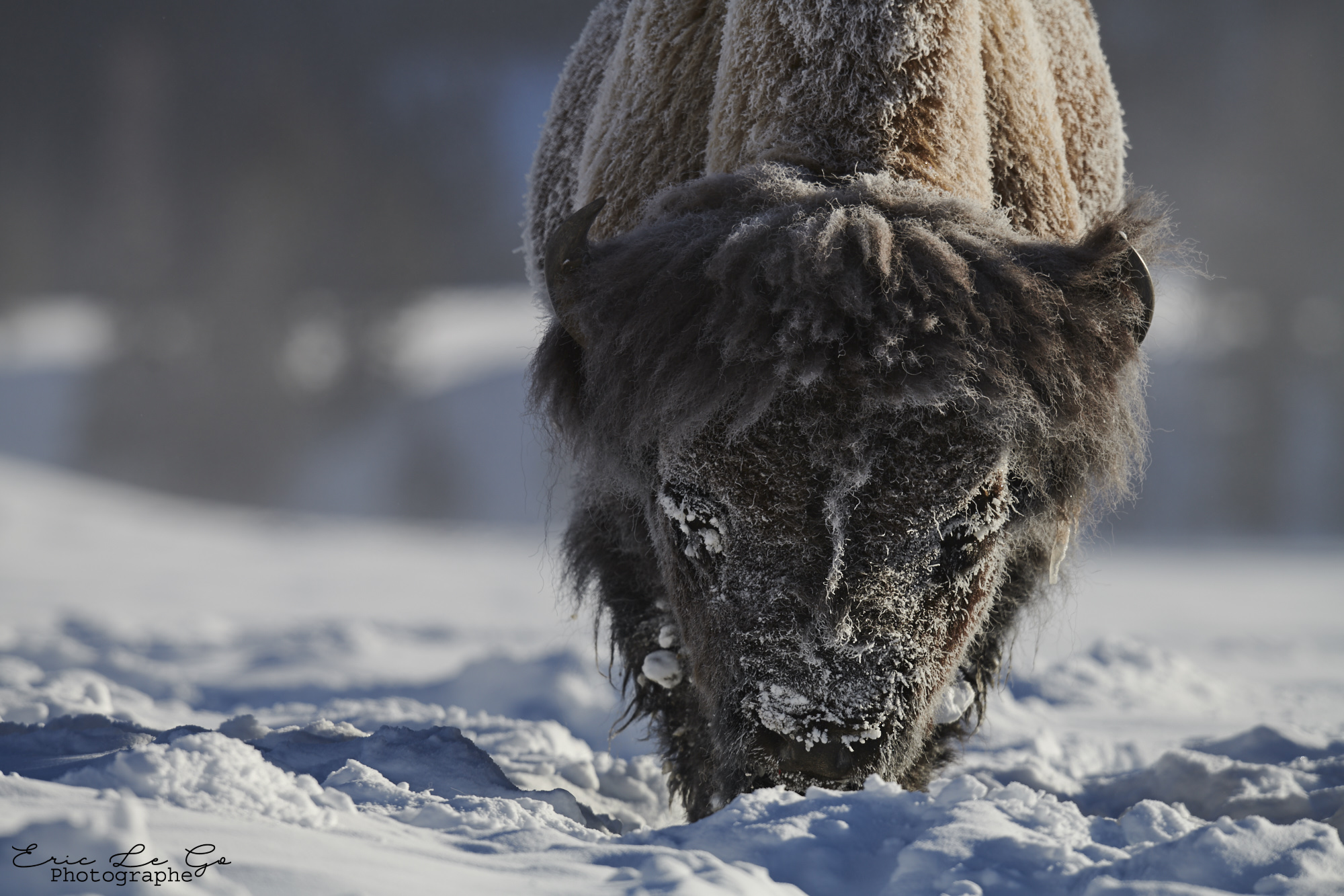 Bison dans la neige dans le parc Yellowstone