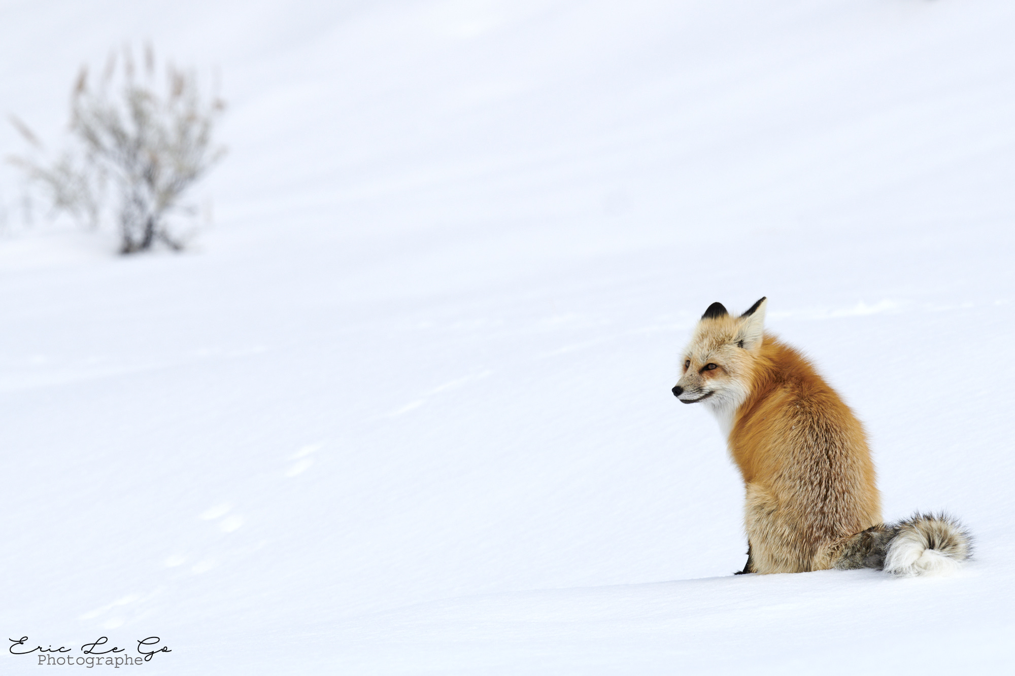 Renard dans la neige dans le parc Yellowstone