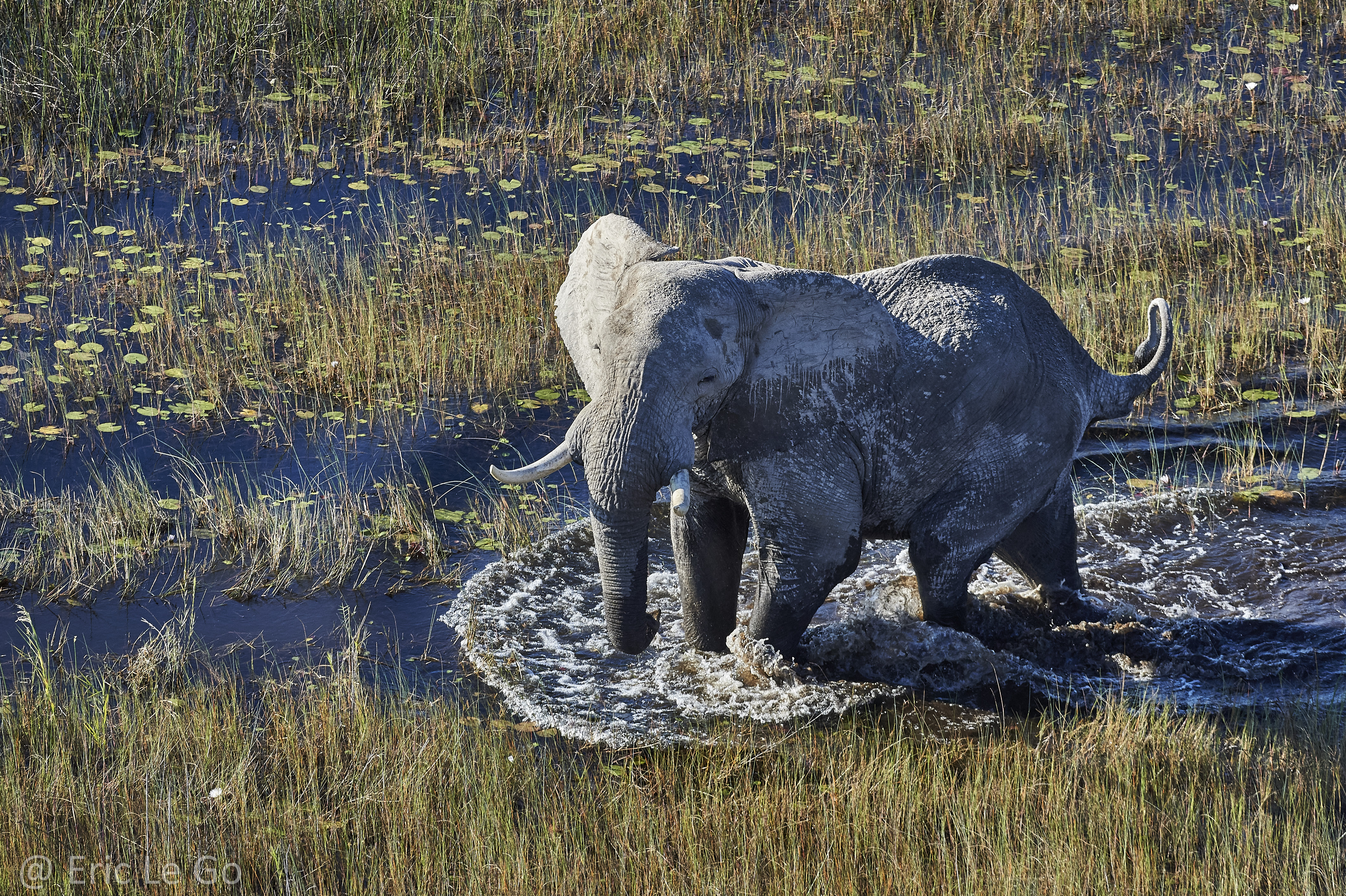 Elephant dans l'eau au Botswana