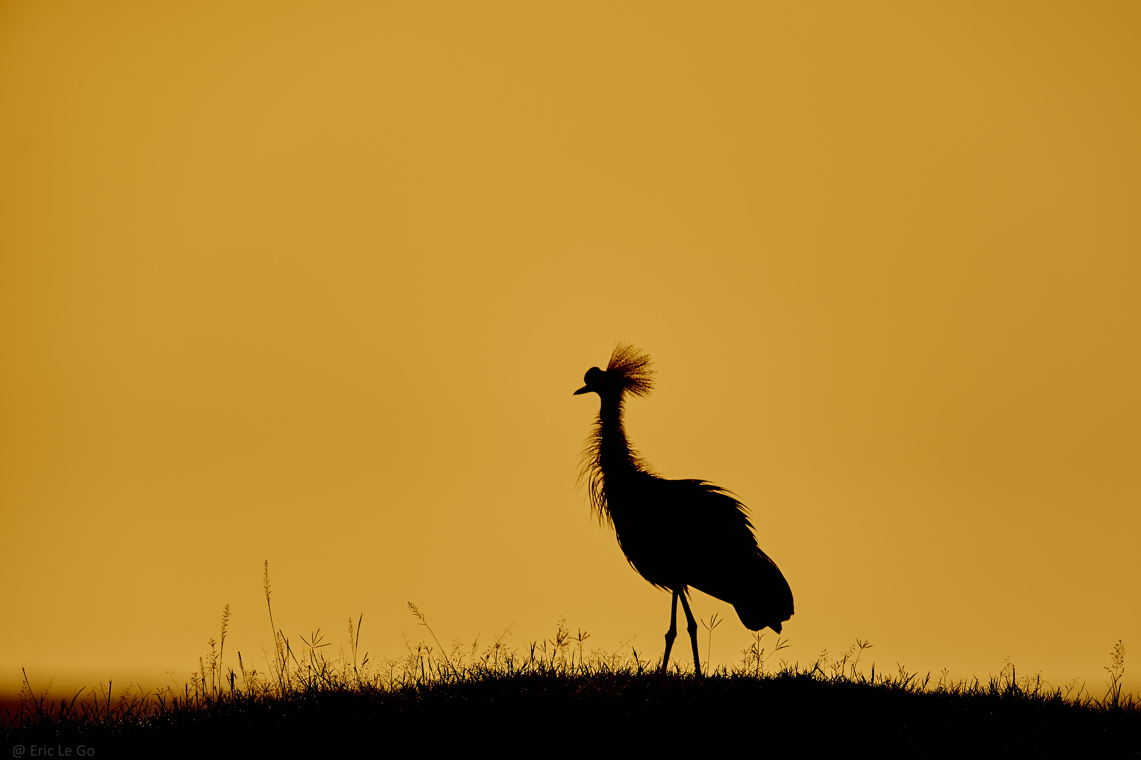 Oiseau au coucher de soleil au Kenya