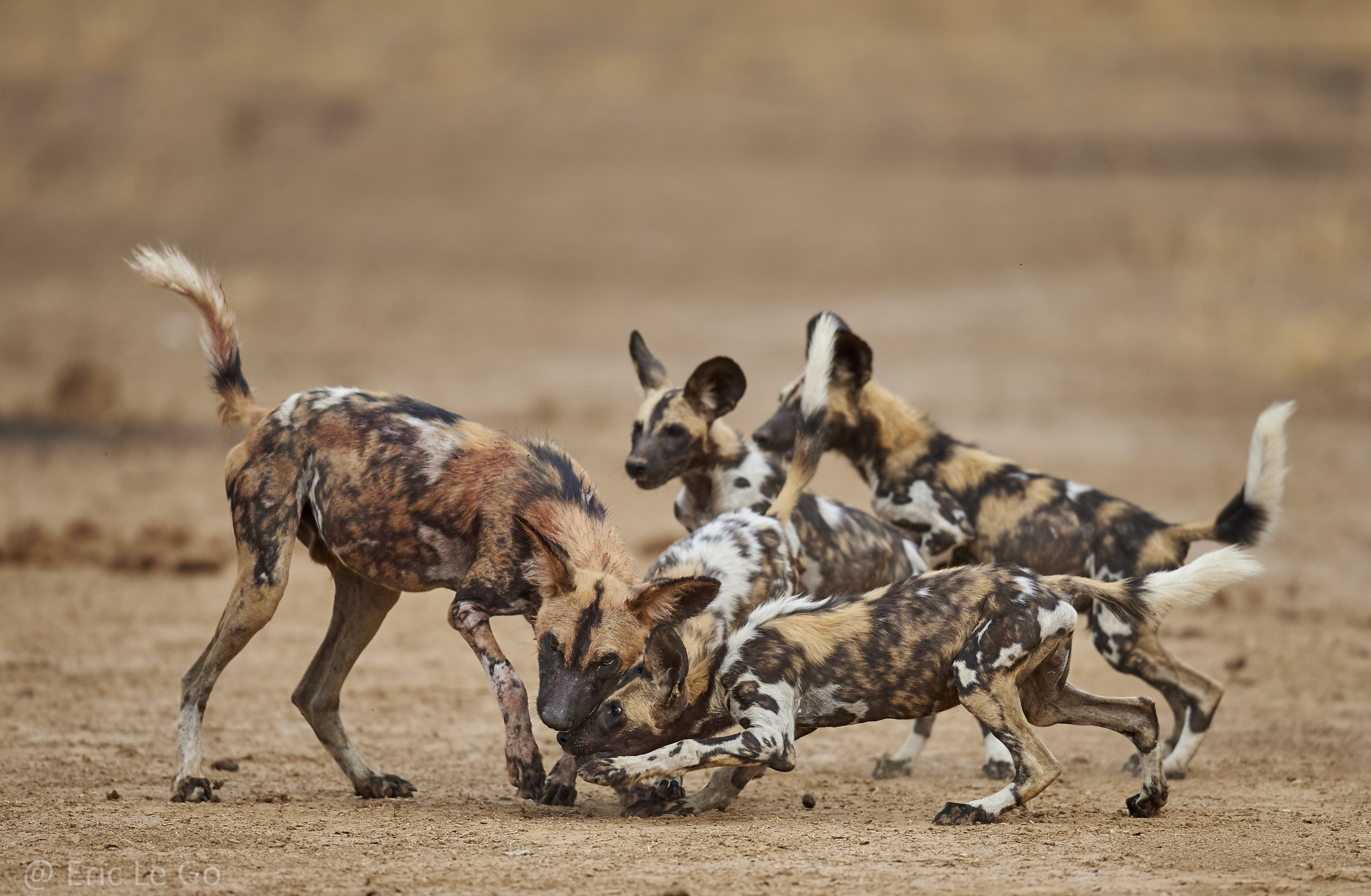 Groupe de lycaons en Zambie
