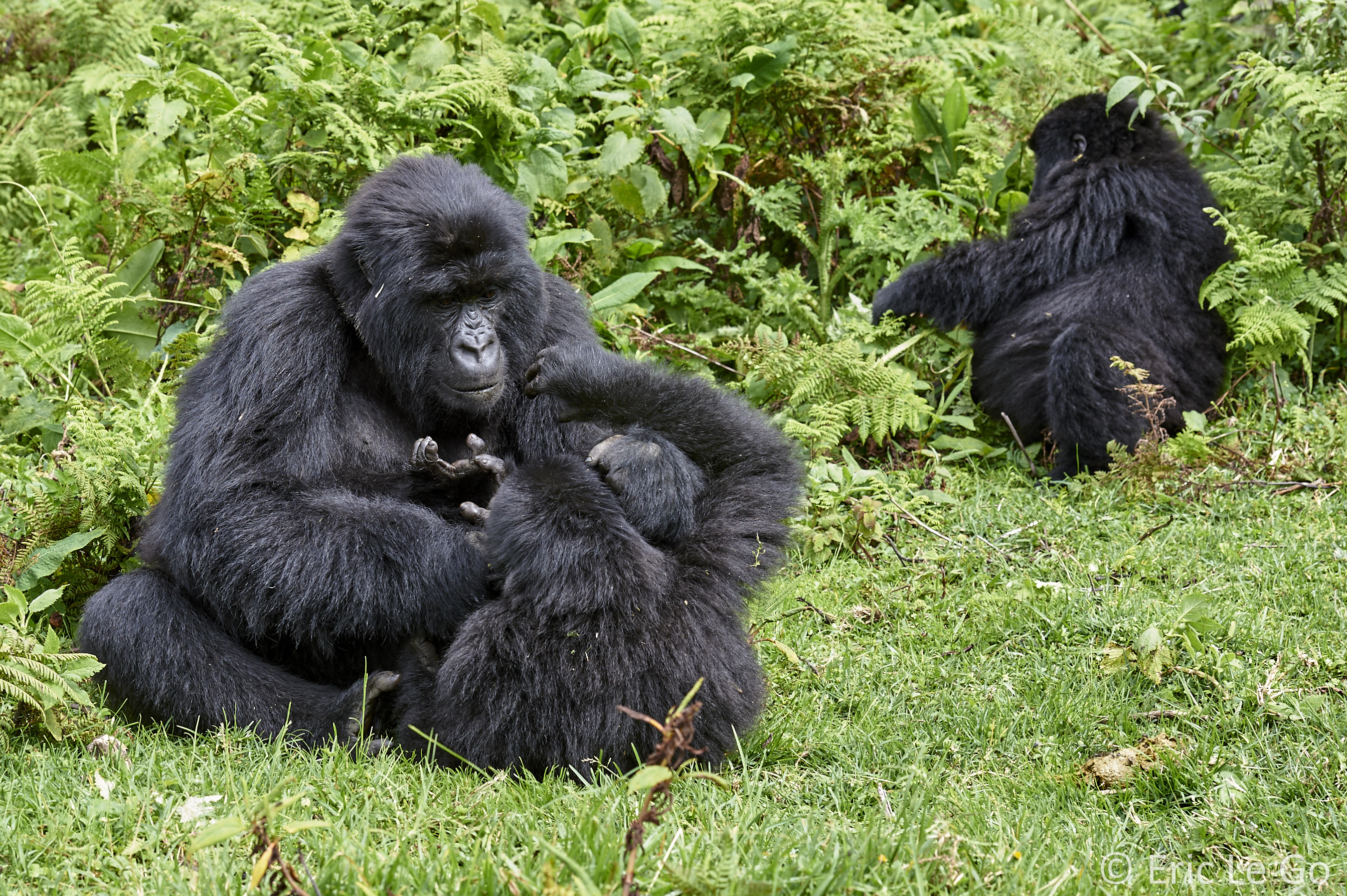 Famille de gorilles au Rwanda