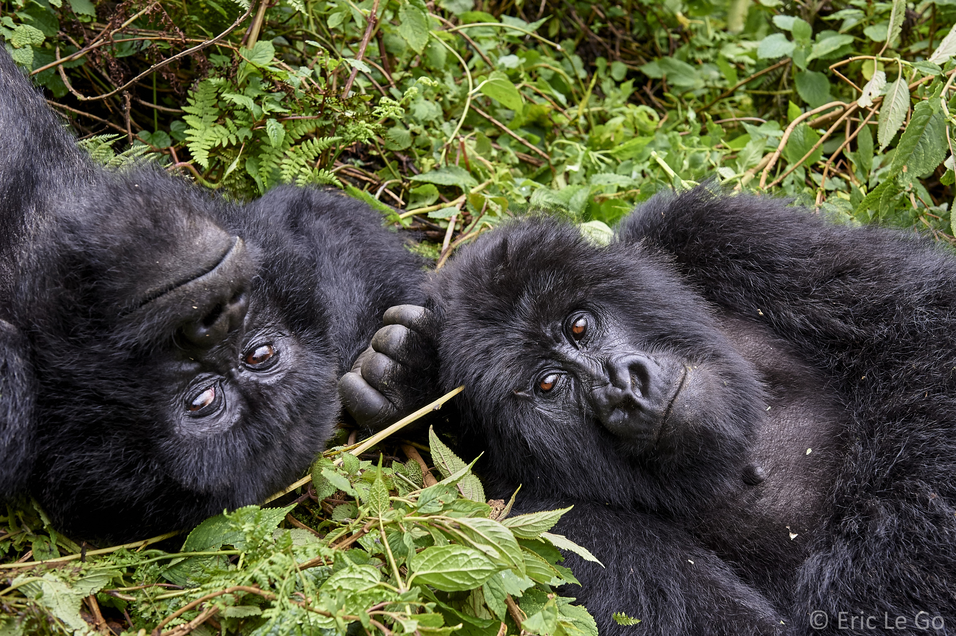 Deux gorilles au Rwanda