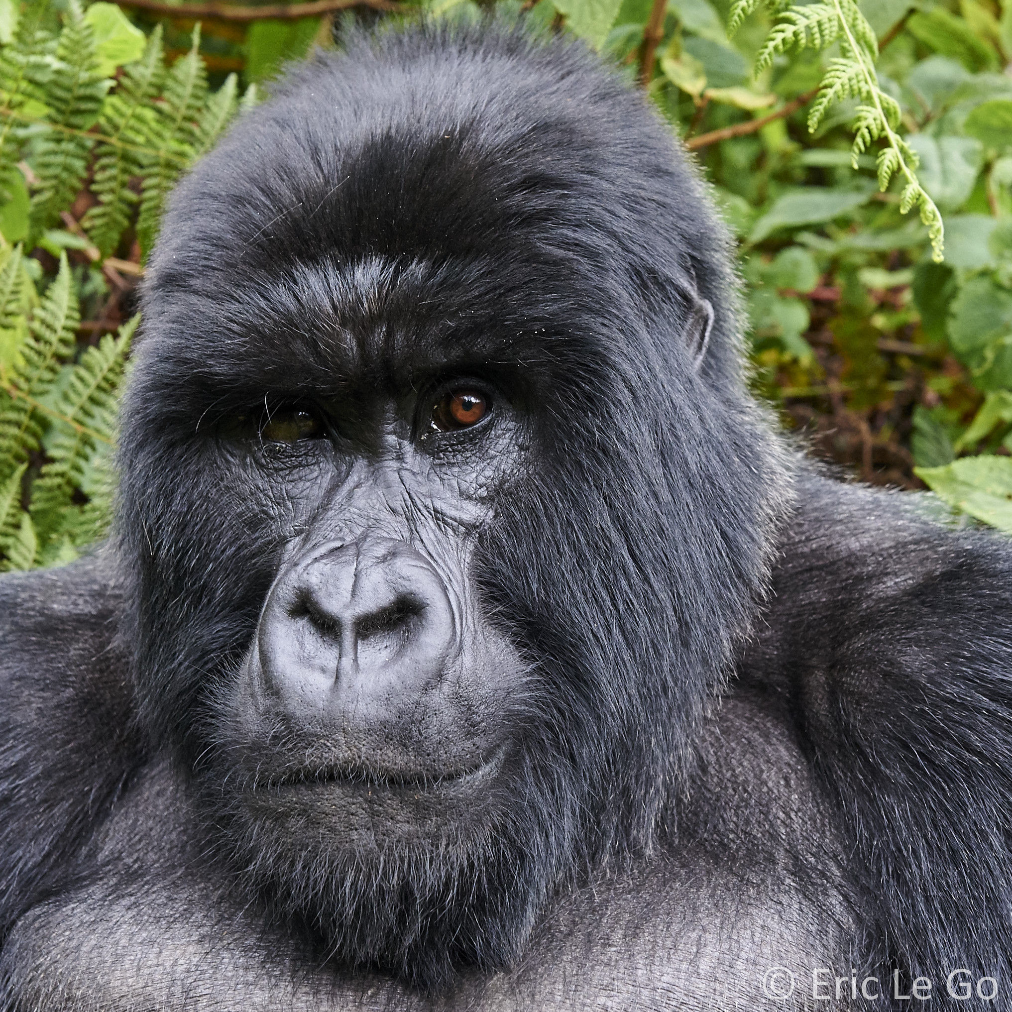 Gorille des montagnes au Rwanda