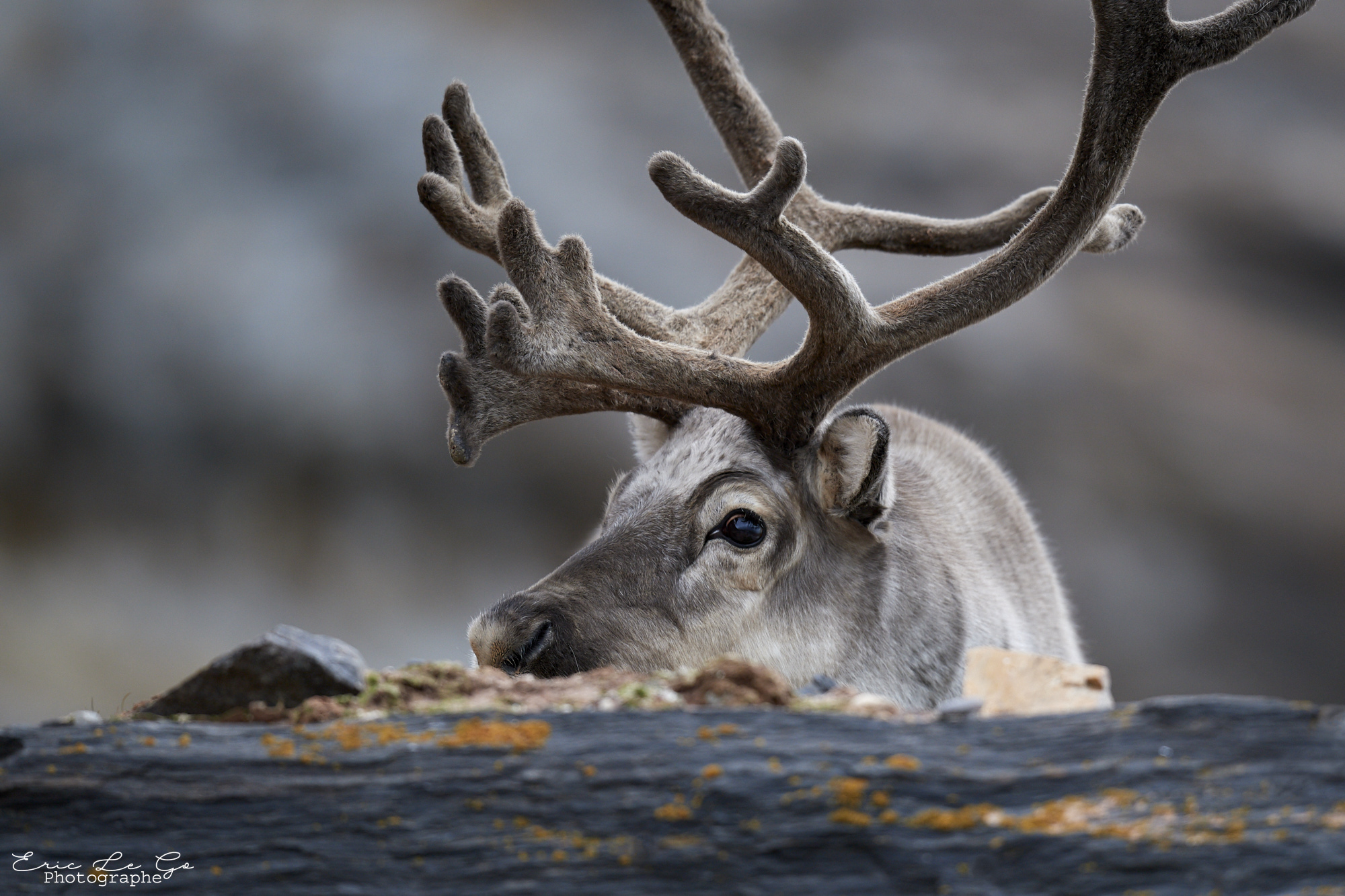 Renne au Svalbard