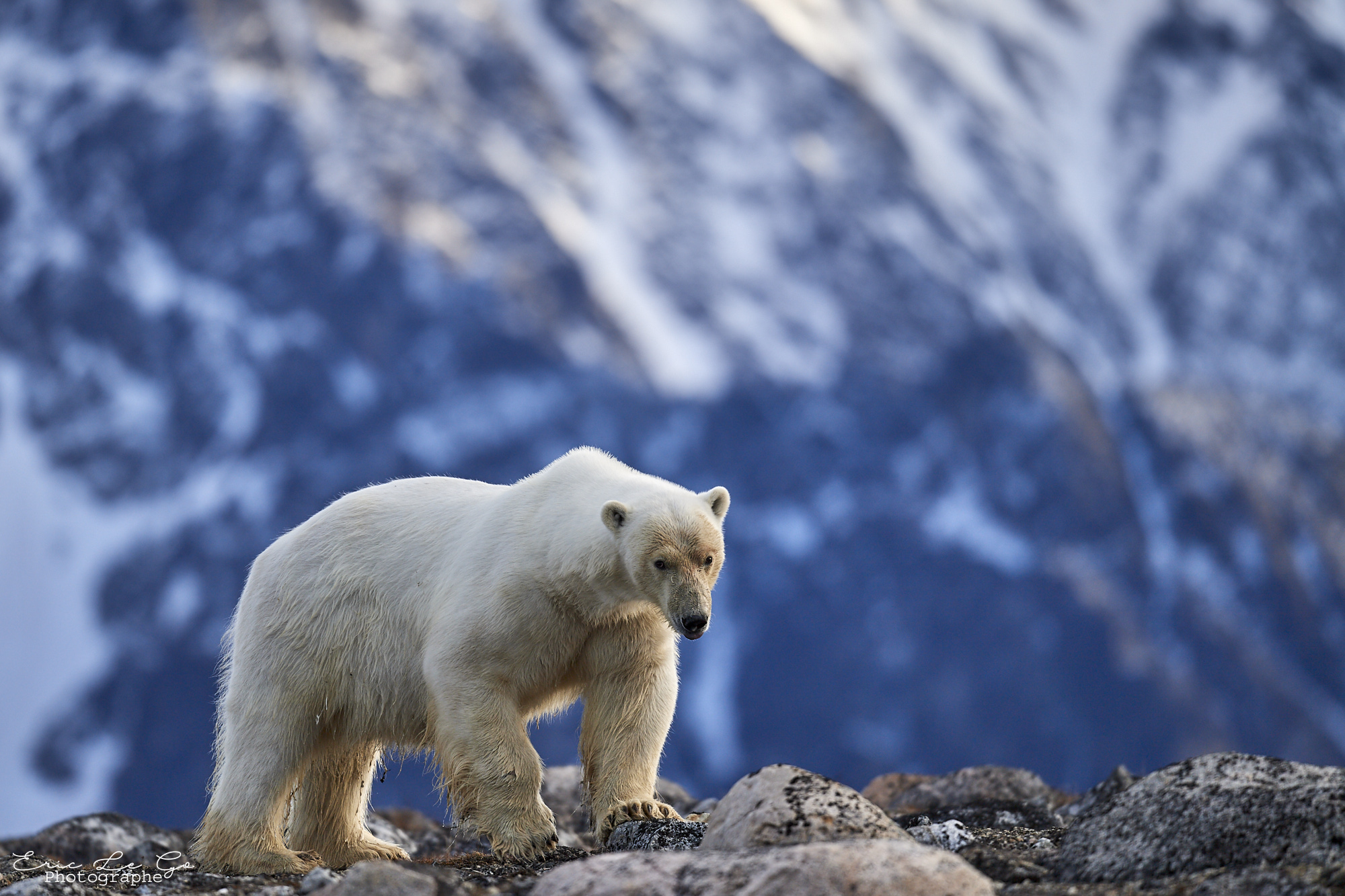 Ours polaire sur des roches au Svalbard