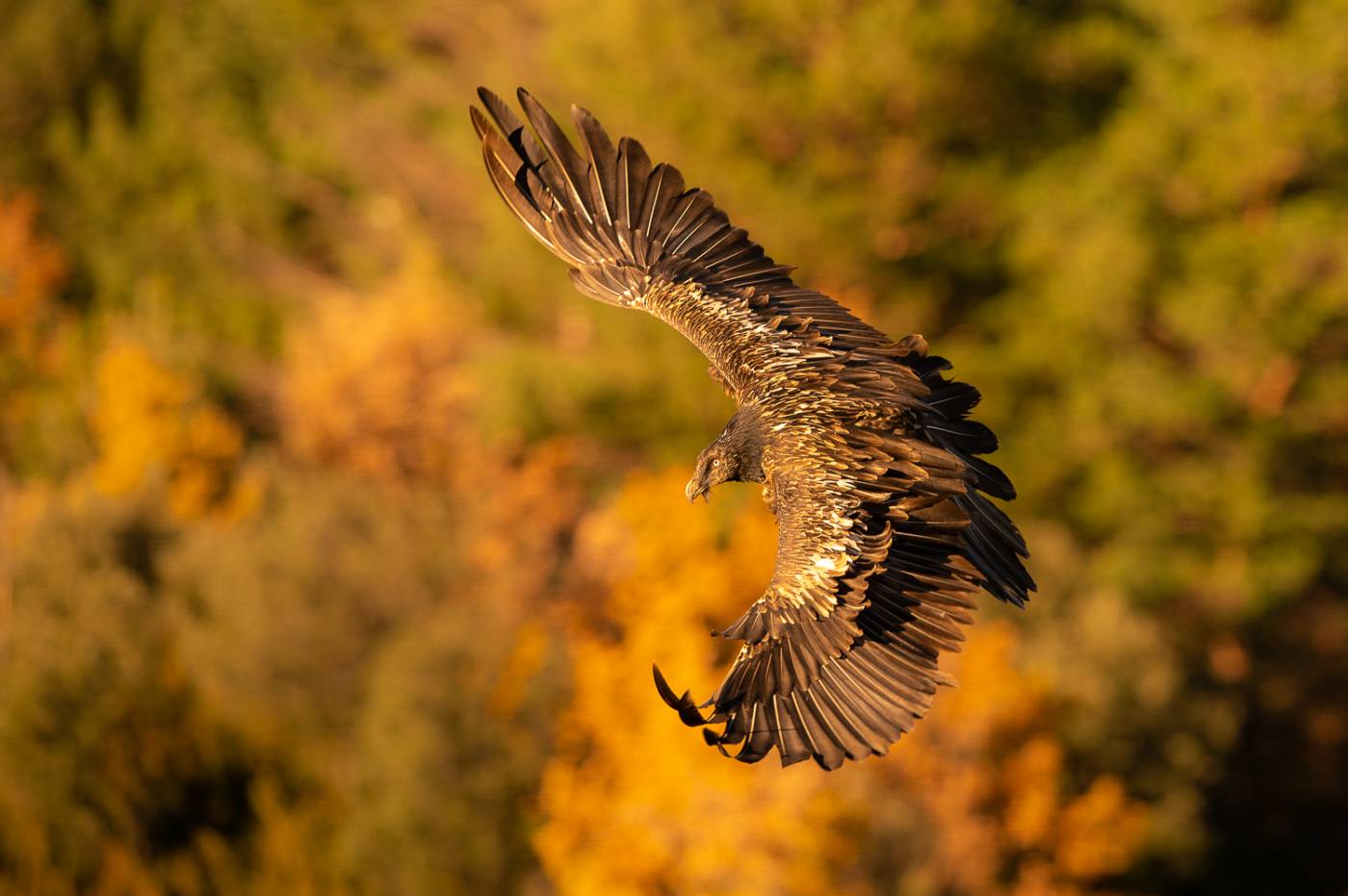 Un aigle en train de voler en Espagne