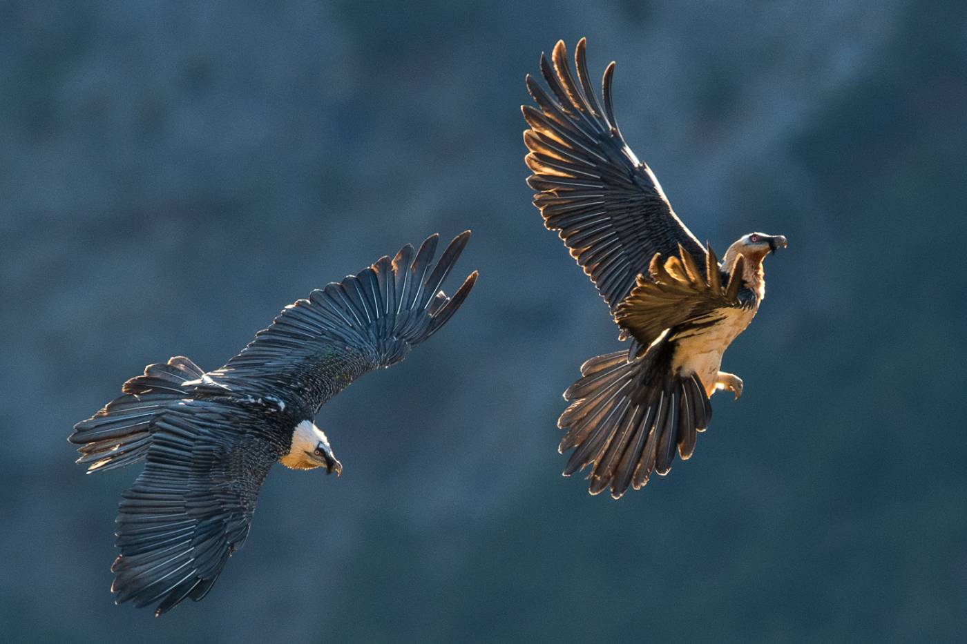 Deux aigles en train de voler en Espagne
