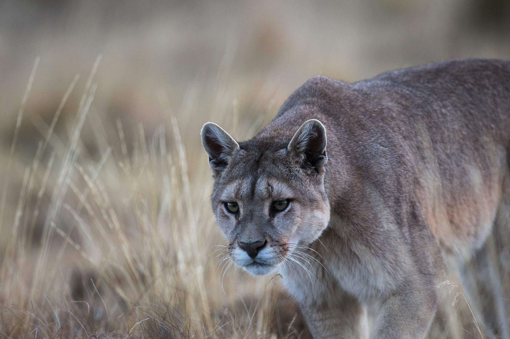 Puma dans les herbes hautes en Patagonie