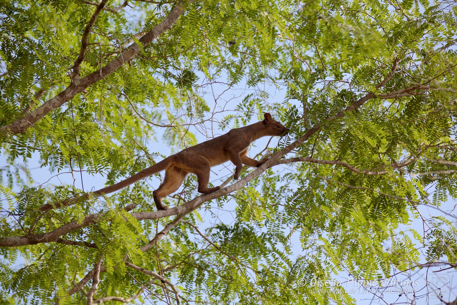 Fossa marchant sur la branche d'un arbre à Madagascar