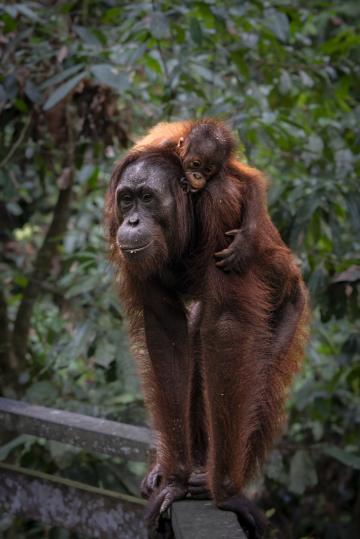 Orangs-Outans et faune de Bornéo