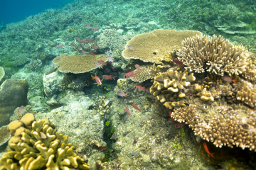 Plongée Raja Ampat