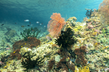 Voyage plongée Raja Ampat