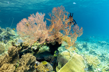 Voyage photo Indonésie Raja Ampat