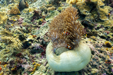 Voyage photo Raja Ampat