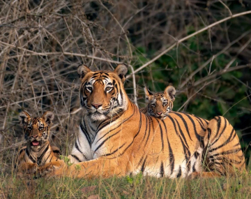 Tadoba et Pench, tigres et léopards