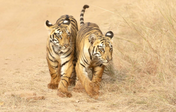 Tadoba et Pench, tigres et léopards