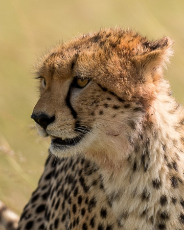 La réserve de Welgevonden en Afrique du Sud