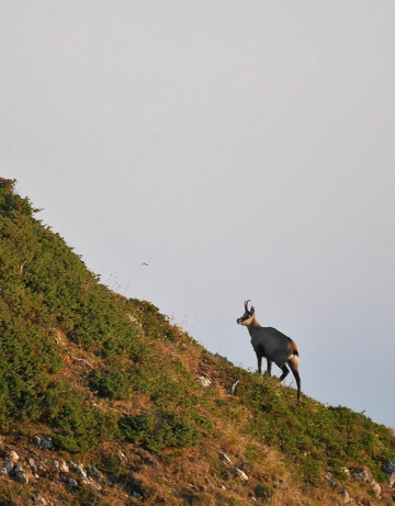 Escapade dans le Vercors : entre brame du cerf et paysages