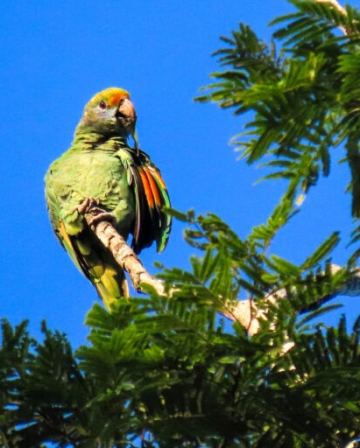 Voyage ornitho sur le bouclier guyanais