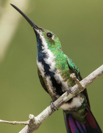 Séjour Ornithologique