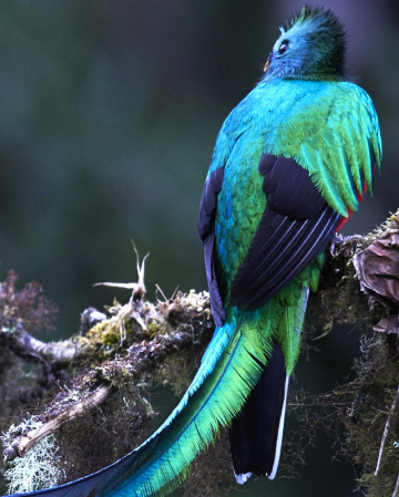 Toucan, Quetzal et oiseaux tropicaux