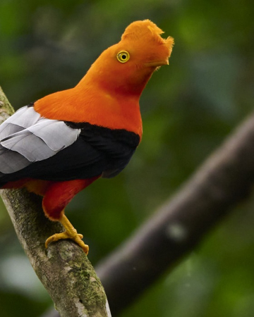 Découverte de l'Amazonie et faune andine