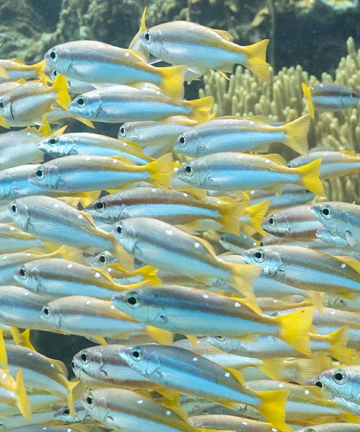 Raja Ampat & Bali : Plongée et image sous-marine
