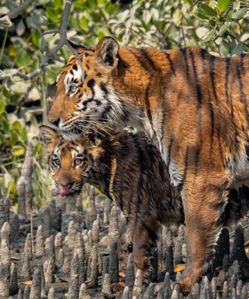 Le tigre des Sundarbans