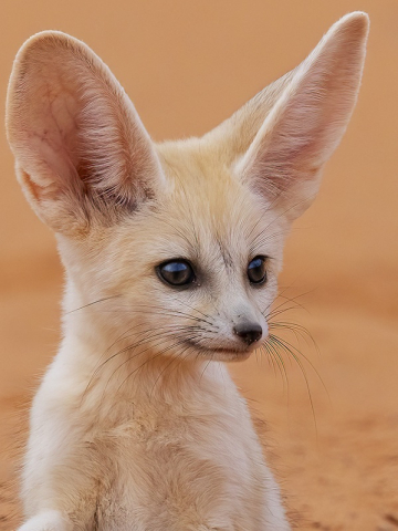 A la recherche du fennec et de la faune du désert