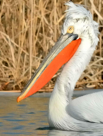 Le delta du Danube