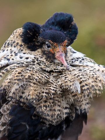 Les combattants variés à Varanger