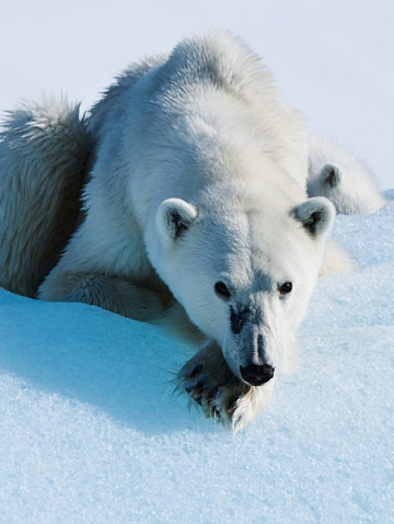 Glaciers et faune polaire