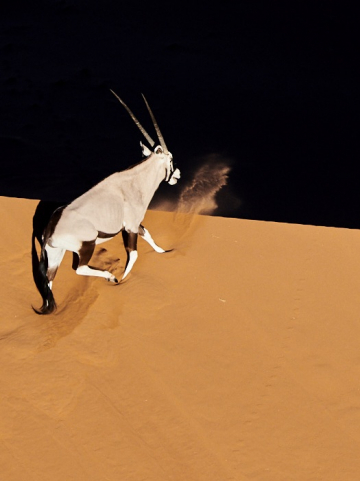 Les déserts spectaculaires du Kalahari et du Namib