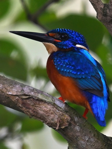 Sundarbans et le parc national des sept rivières