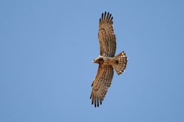 Migration à Tarifa et Doñana