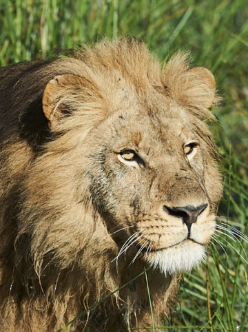 Okavango, le meilleur du delta